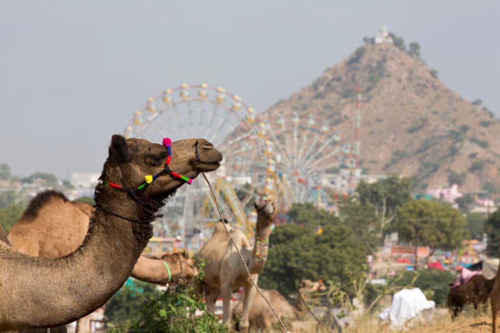 Pushkar Camel Fair