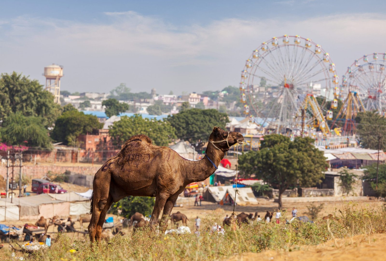 Camels at Pushkar Mela (Pushkar Camel Fair). Pushkar, Rajasthan, India